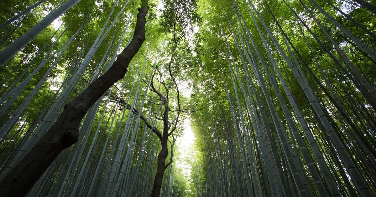 30代独身、FIREへの現実的な計画と必要な貯蓄額